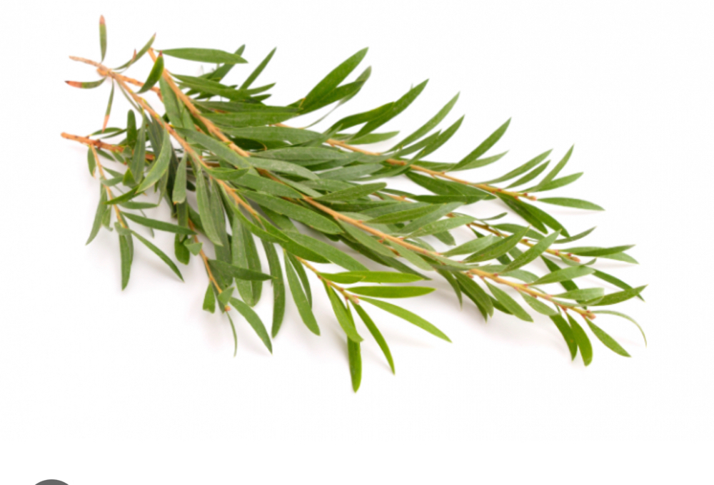 Tea Tree Treatment