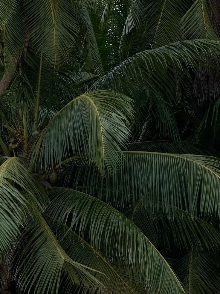 Brow Shaping at Young Skin Co. in Gulf Breeze, FL