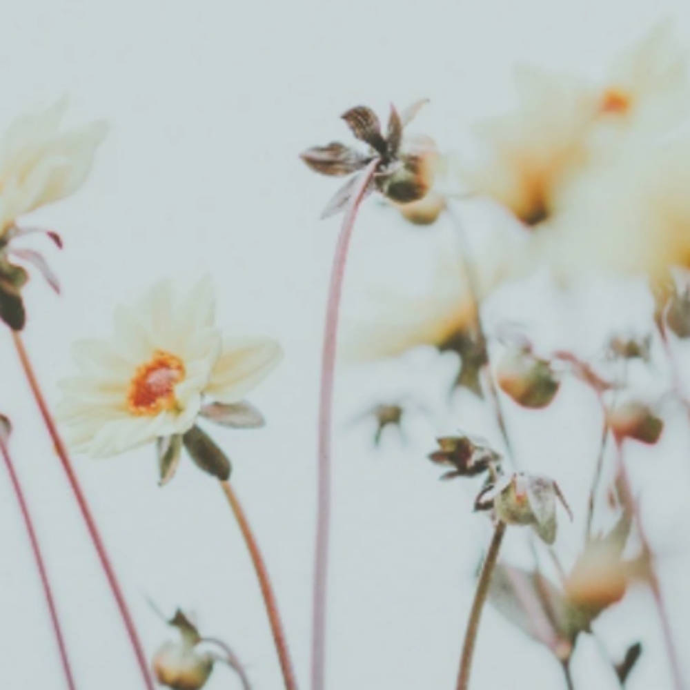 Full  Foil at Oxford&Mane in Oxford, NC