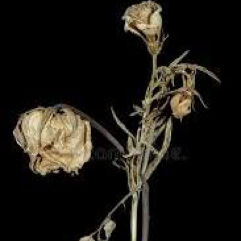 Bleach Touch Up & Tone