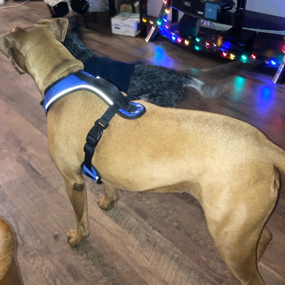 9 Days XL Dog Boarding at Kasha’s Kuts Grooming in Patterson, GA