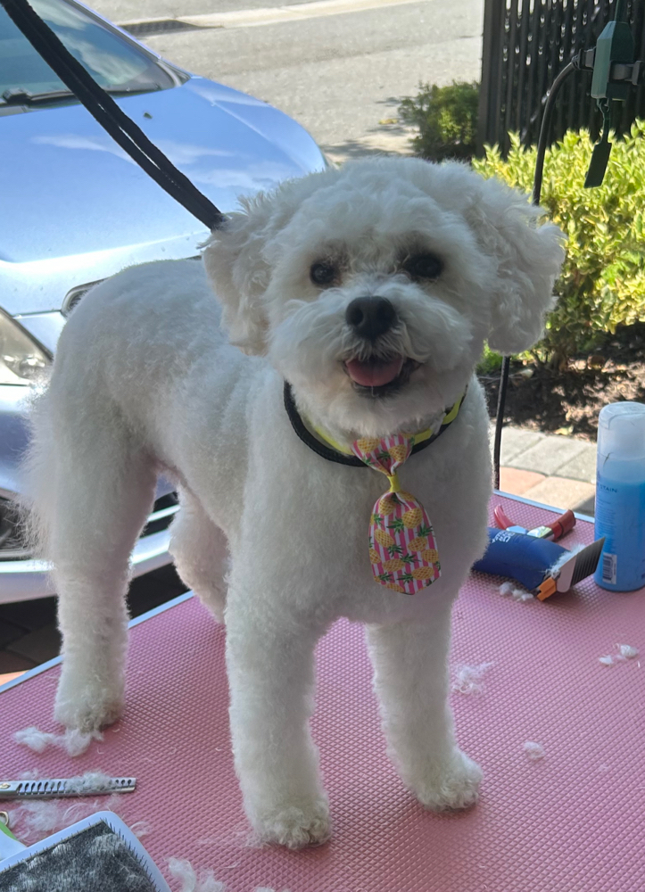 Full Service Groom SMALL DOG >20lbs