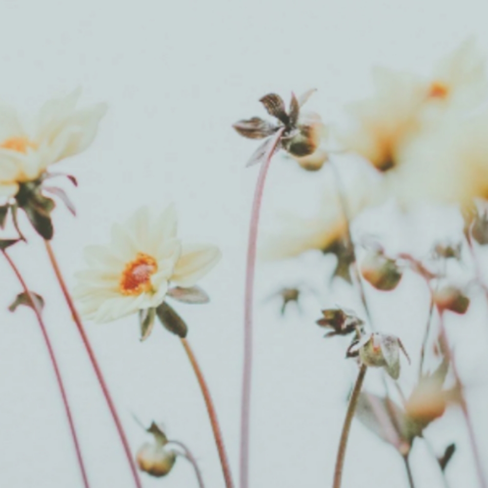 Half Foil at Oxford&Mane in Oxford, NC