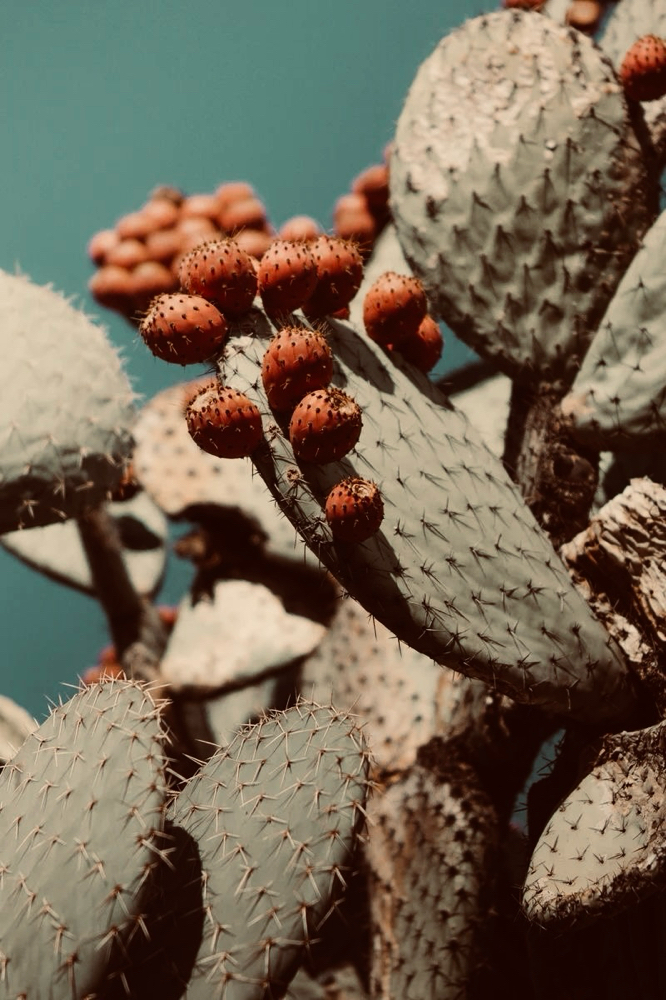 Bang Trim at Desert Rose Salon in Rexburg, ID