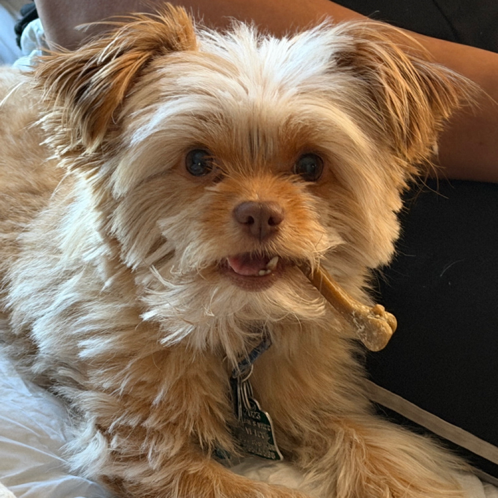 Service Pup Request at B.B. Riah & Co. in Medford, MA