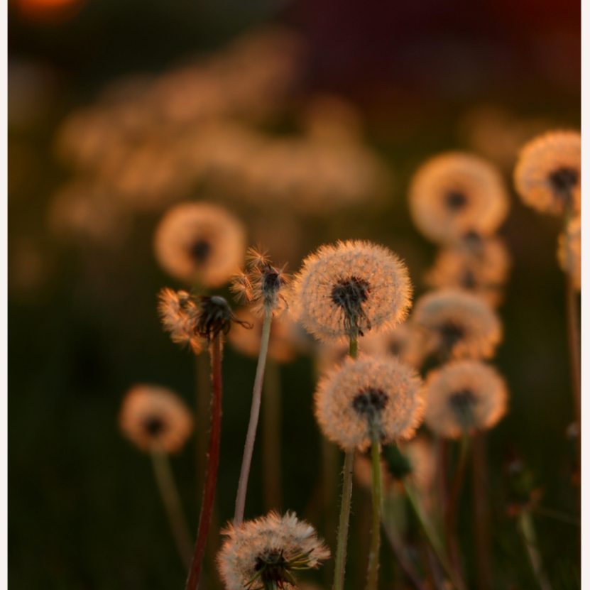 Special: Dandelion Lymph Reset at Ground and Grow Holistic Skin & Wellness in Westminster, MD