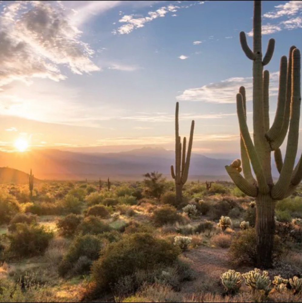 Agave Olive Leaf Facial