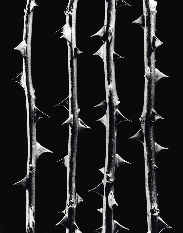 Lash Extension Removal at Lash Mami in San Antonio, TX