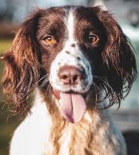 Springer Spaniel Full Groom