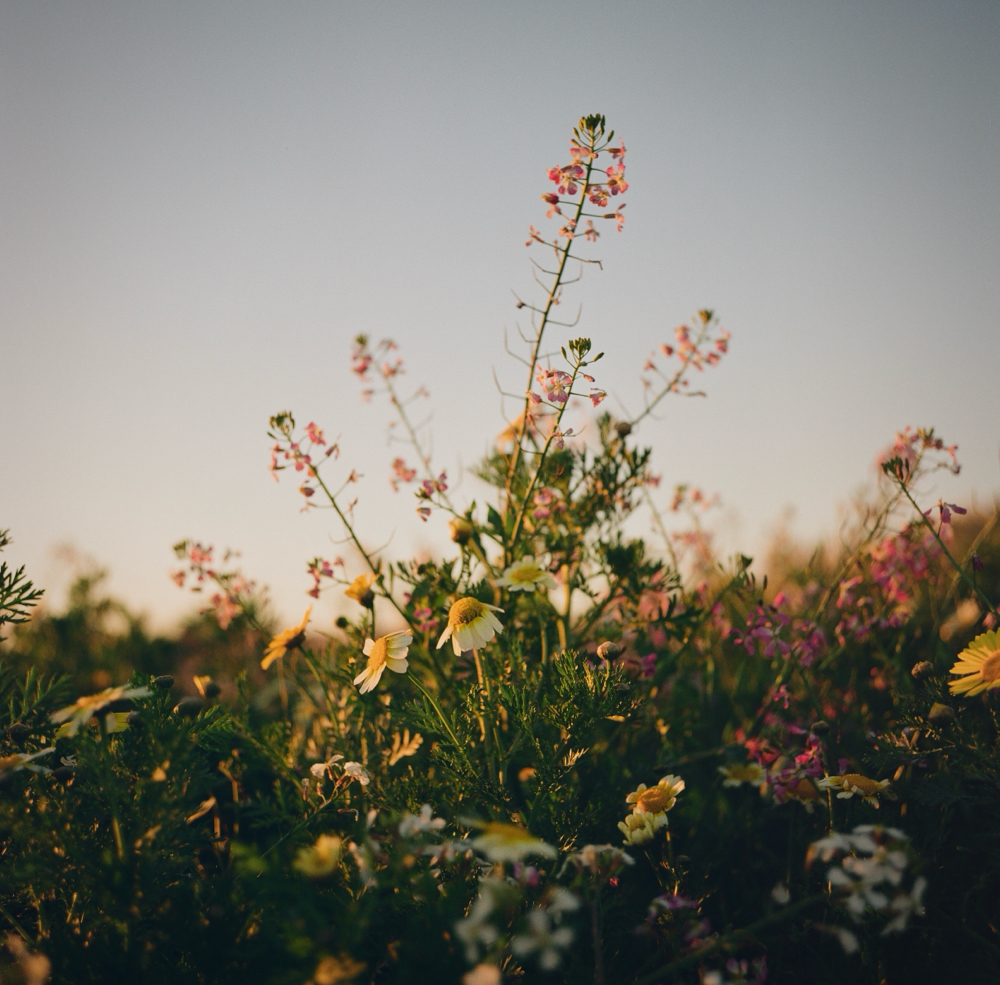Touch Up And Wellness Treatment