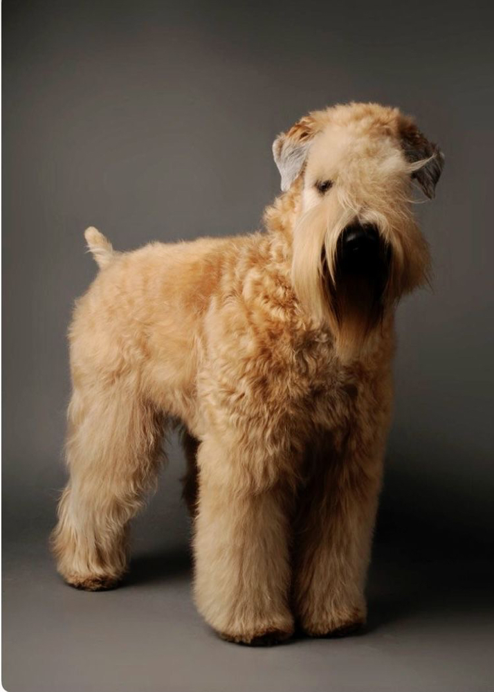 Wheaton Terrier - Haircut