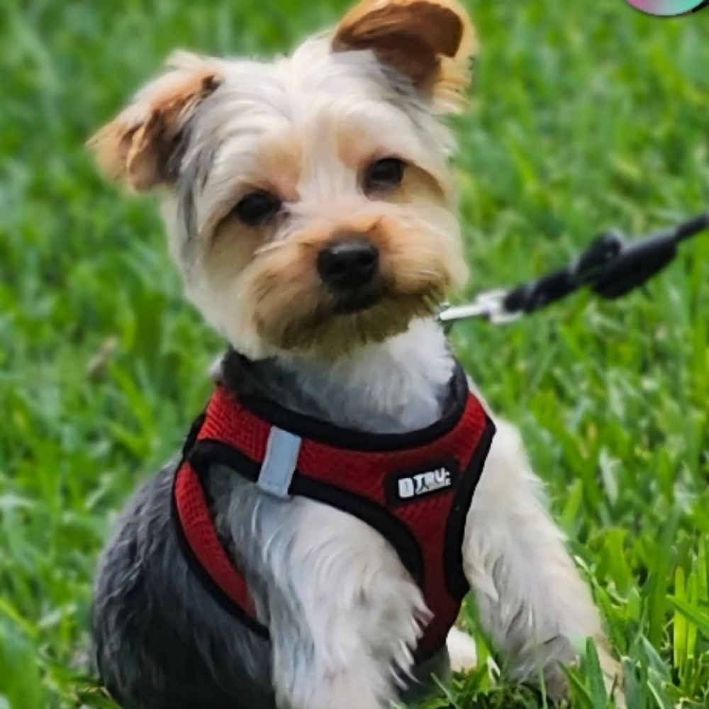 Small Dog - Long, Straight Hair at Tail Waggers Grooming LLC in Fort Worth, TX