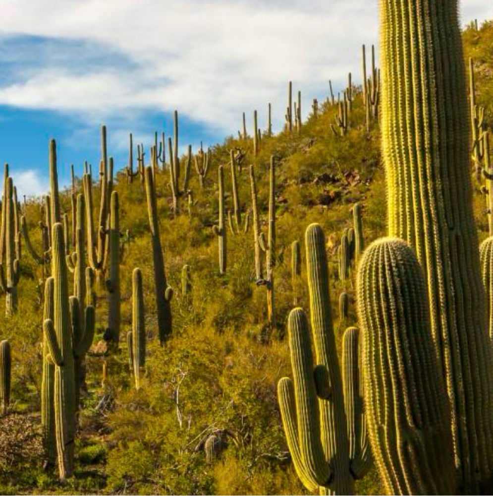 tending the field at TNDR•TUFF•TEMPLE in Tucson, AZ