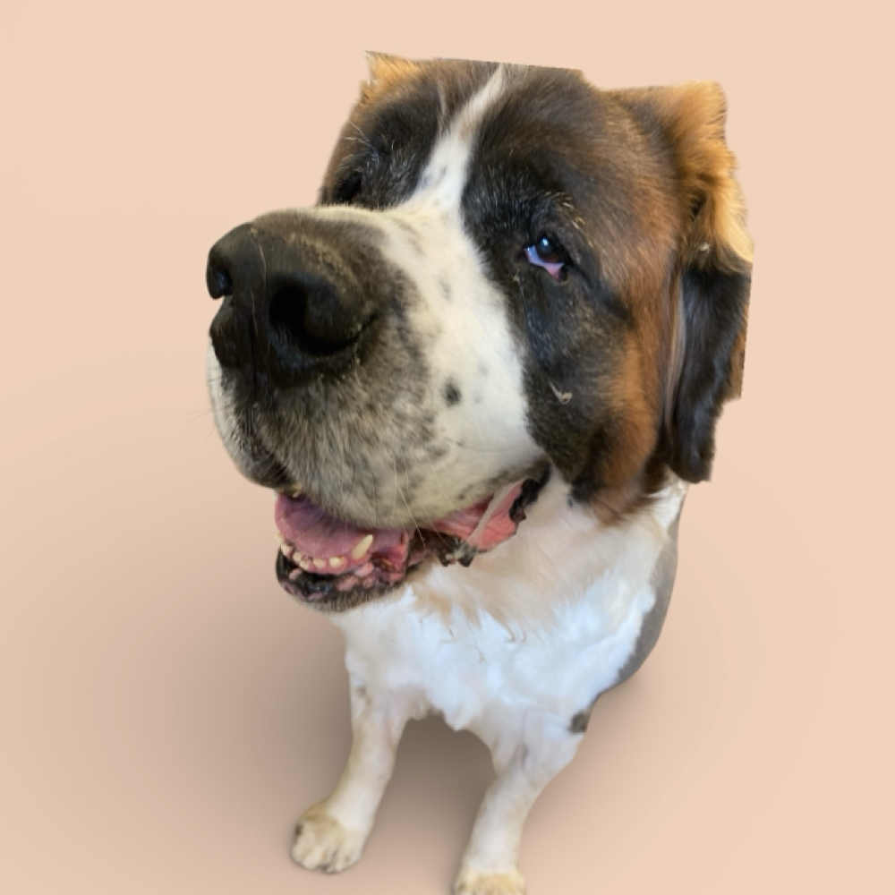 86-100lbs Long or Double Coat Baths at The Pet BOOtique in Carrollton, TX