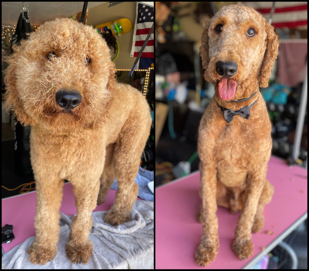 Full Service Groom LARGE >70lbs