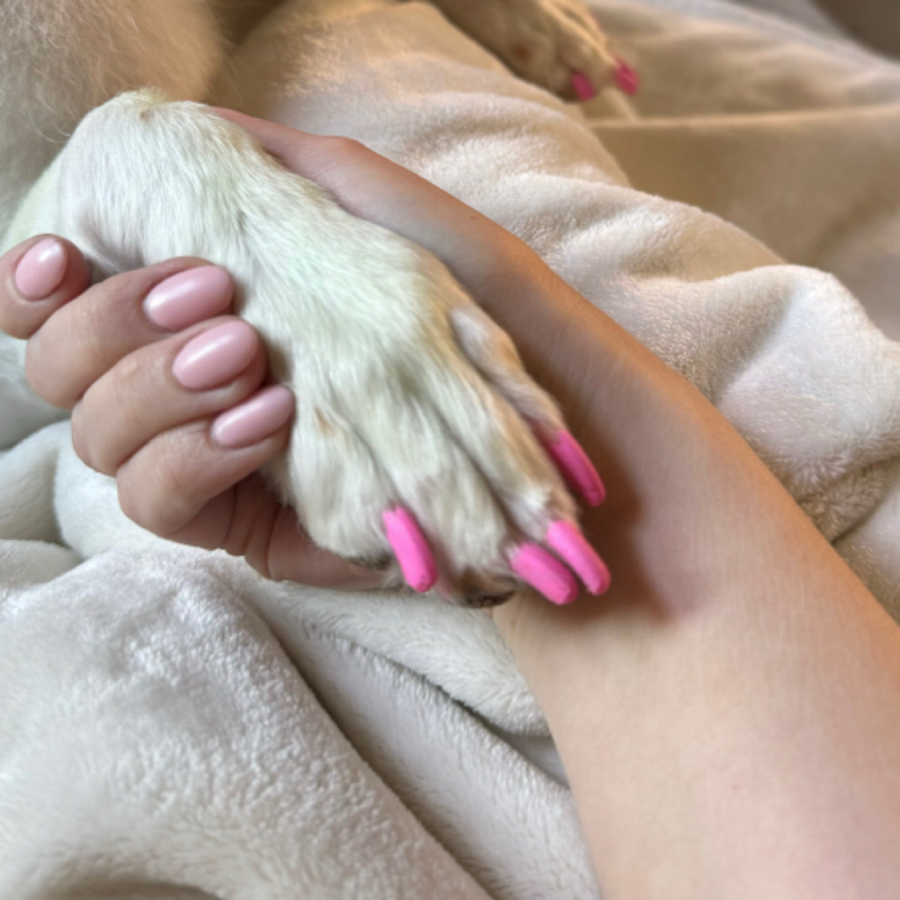 Nail Painting Add-On at Pawz On Point Mobile Dog Grooming in Washington, NJ