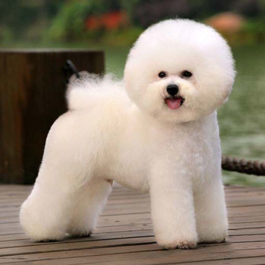 Bichon Frisee - Touch up