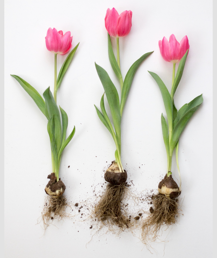 Root Touch Up