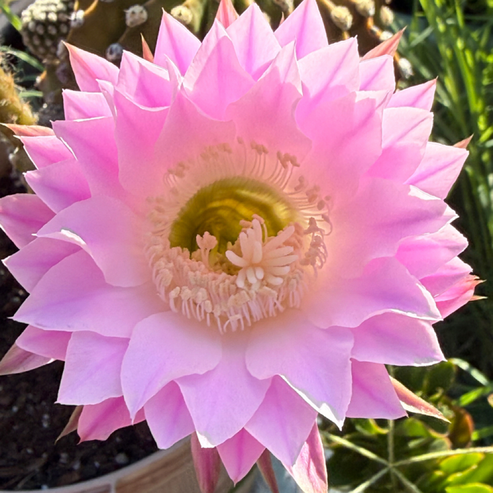 60min Integrative Massage at Flo Essence Massage in Tucson, AZ