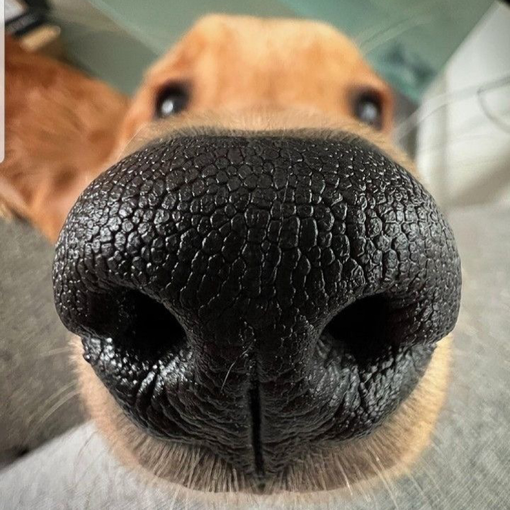 Nose Moisturizing Treatment at Bark Avenue Private Grooming Salon in Manitou Springs, CO