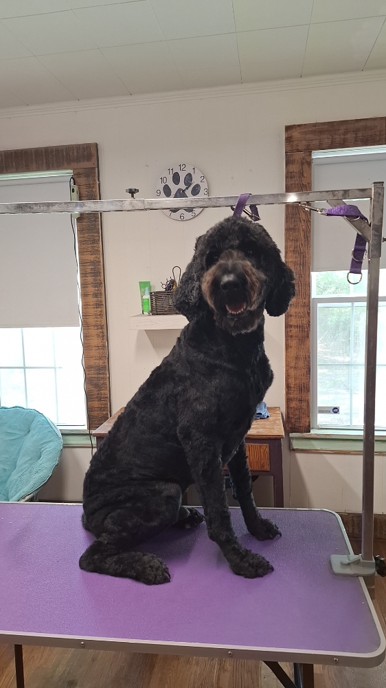 XL Full Groom