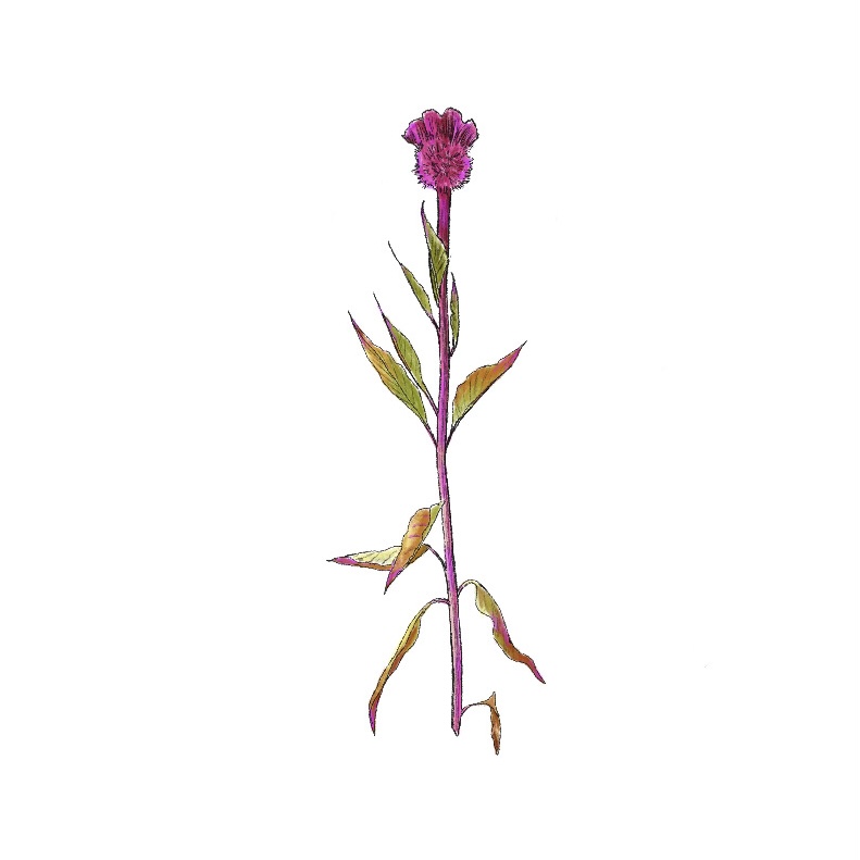 Pink Flower