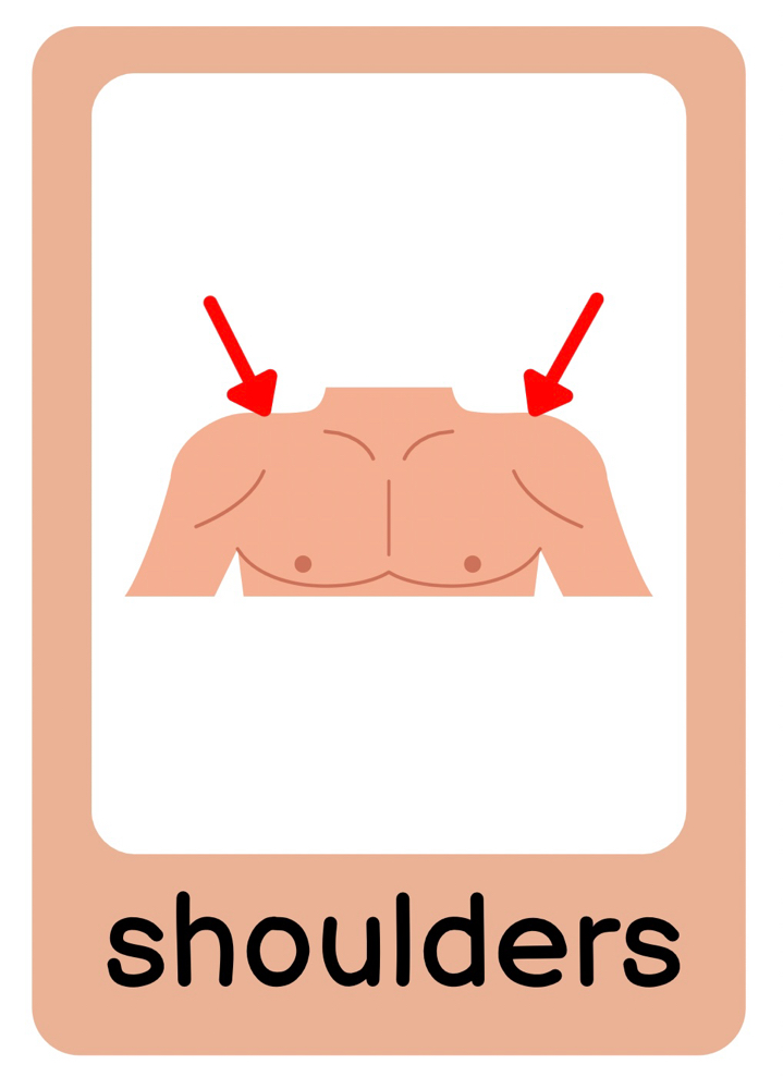 Shoulders