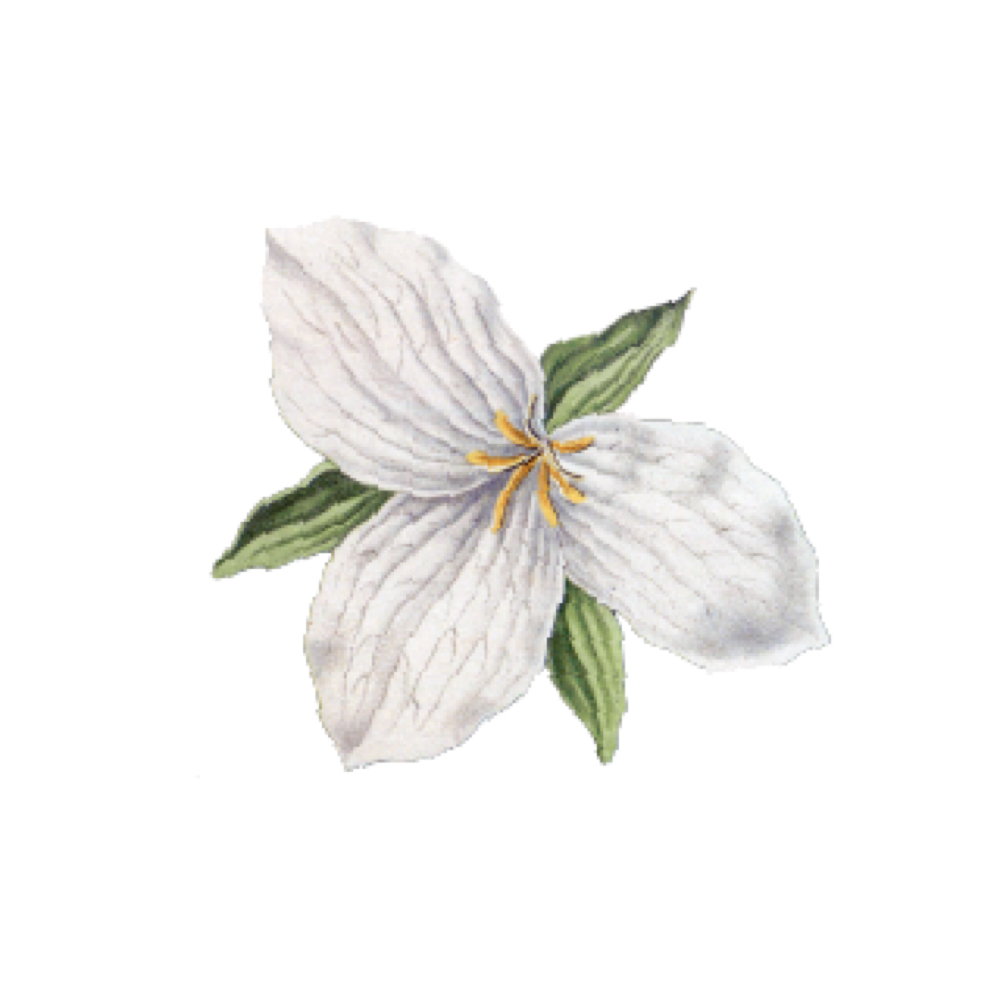 Foot Softening Treatment at Trillium Esthetics in Montpelier, VT