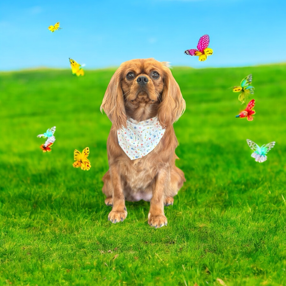 Cavalier King Charles
