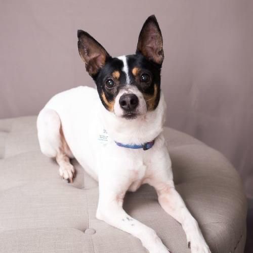 Rat Terrier - Bath & Fluff