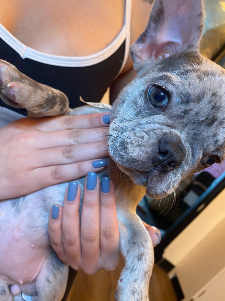 Gel Manicure (PUPPY NOT INCLUDED) at Mercedes Stanley in Columbus, OH
