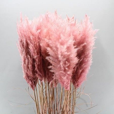 Acrylic Ombre/French Medium
