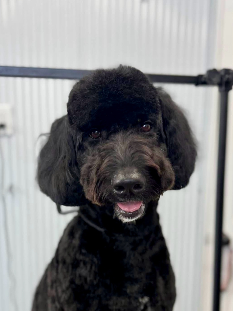 XL- Clip Down(90+lbs)✂️ at Fur North Pet Spa in Minnesota, MN