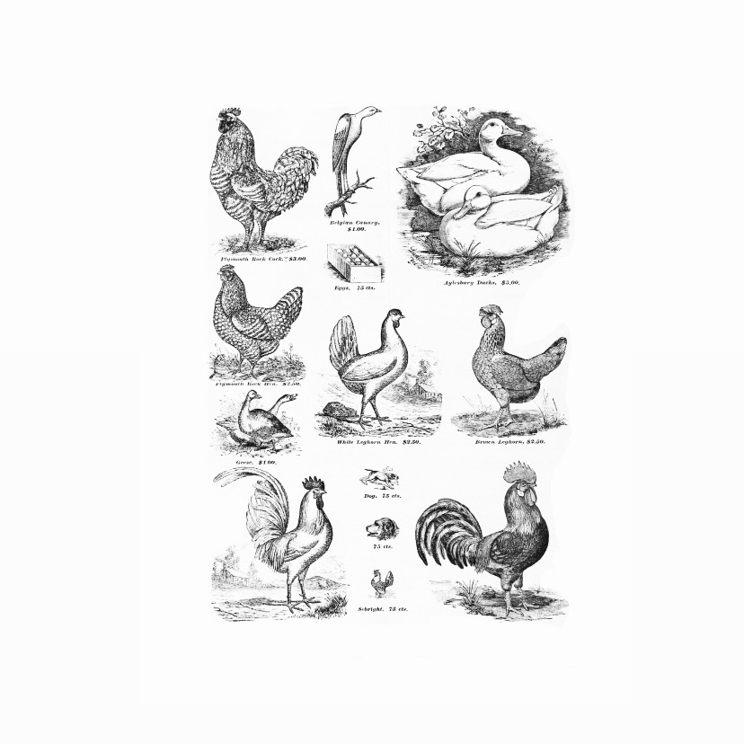 Vintage Poultry