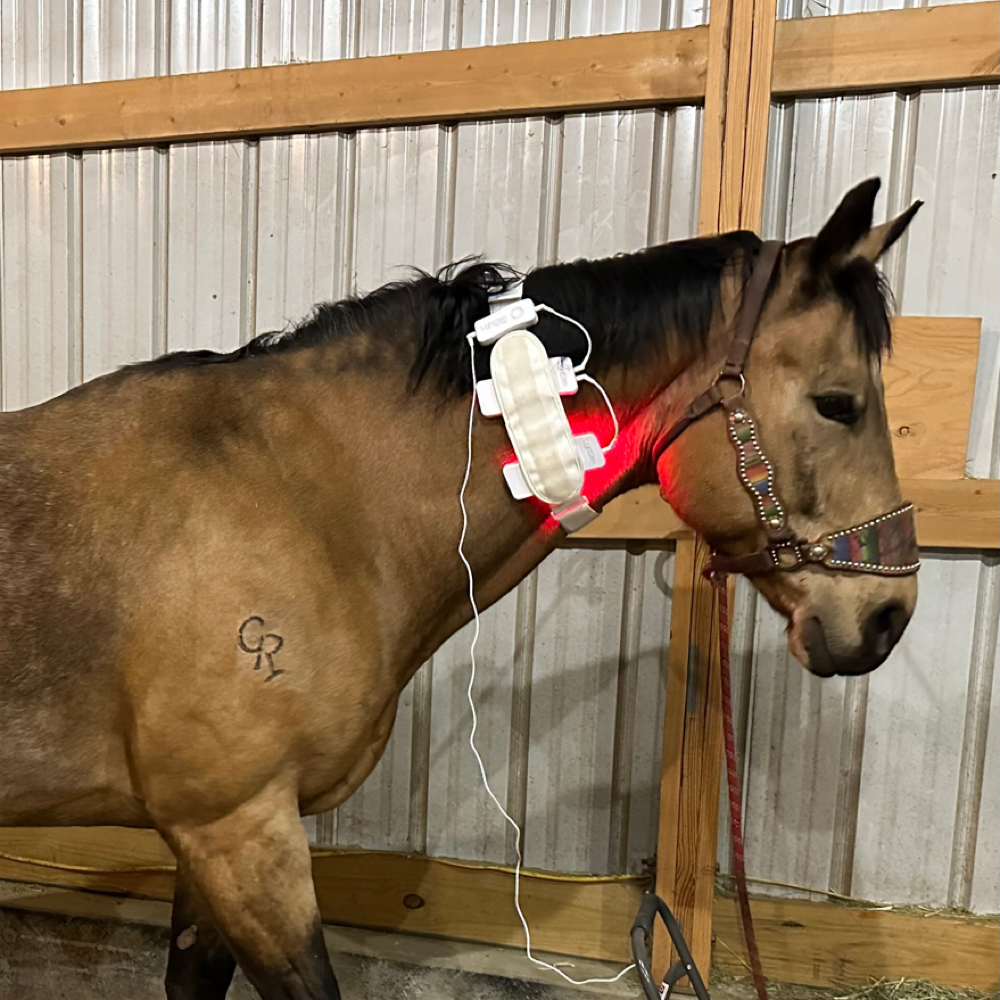 Equine RLT Treatment at WYO LifeStim Wellness Spa & Nail Bar in Laramie, WY