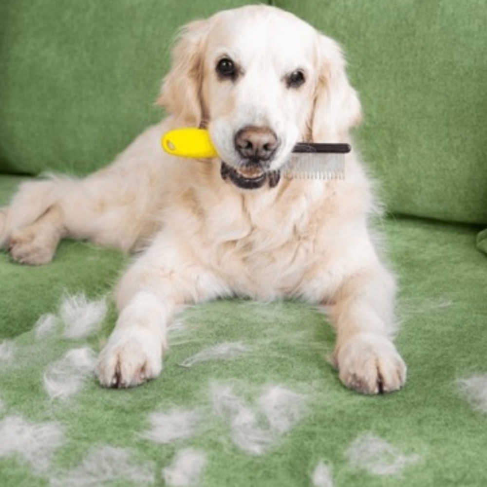 De-Shedding Treatment at Tail Waggers Grooming LLC in Fort Worth, TX