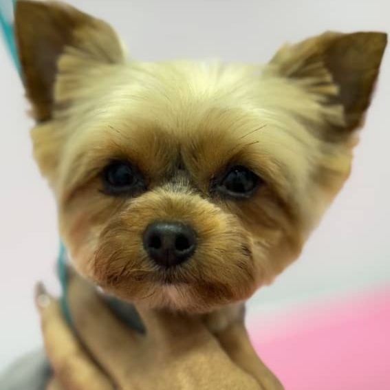 Small Doggy Full Haircut at Dog grooming by loreena and spa in Charlotte, NC