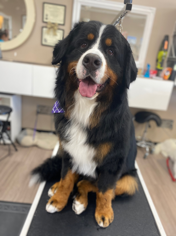 Full Haircut {90~120lbs}