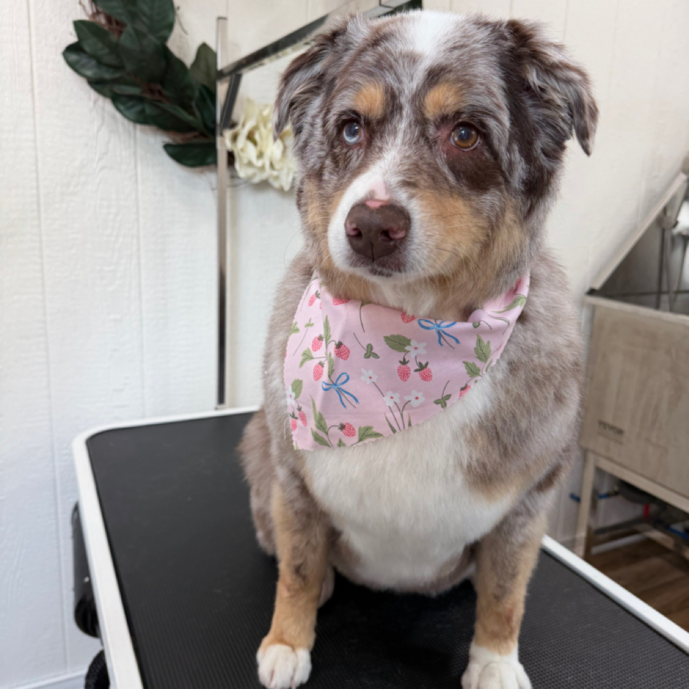 Large 51-80lbs Full Groom at Wagnolia Grooming Studio in Weslaco, TX