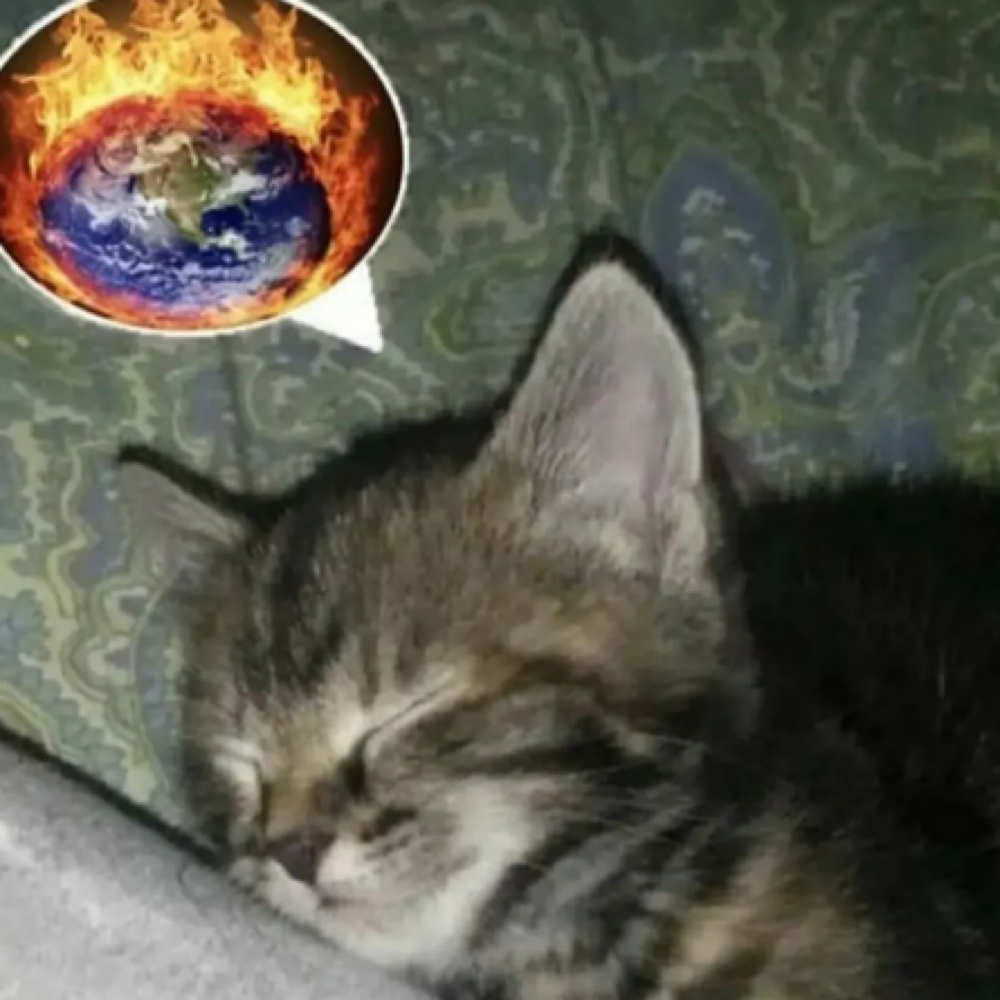 Tape Install at Dose of Peyote in San Antonio, TX