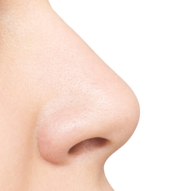 nostrils at LJ’s Aesthetics in Paris, ME