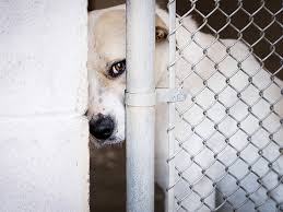 Rescue Dogs