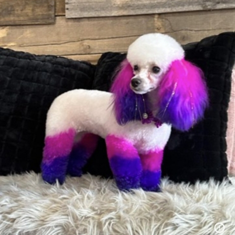 Color/Dye Job at Ruff Cuts Grooming Spa in El Dorado, AR