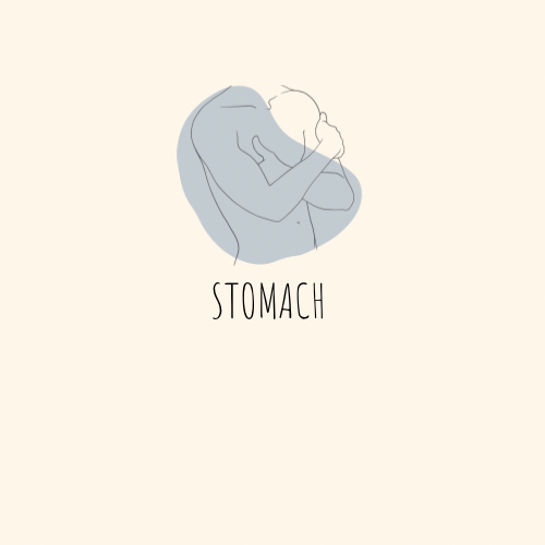 Stomach