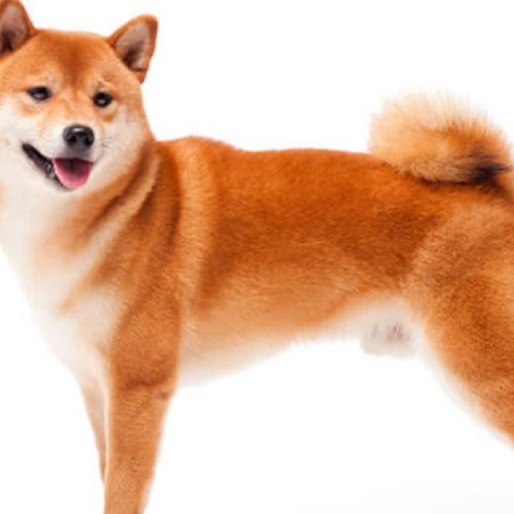 Shiba Inu at Saltypaw Dog Grooming in Kalama, WA