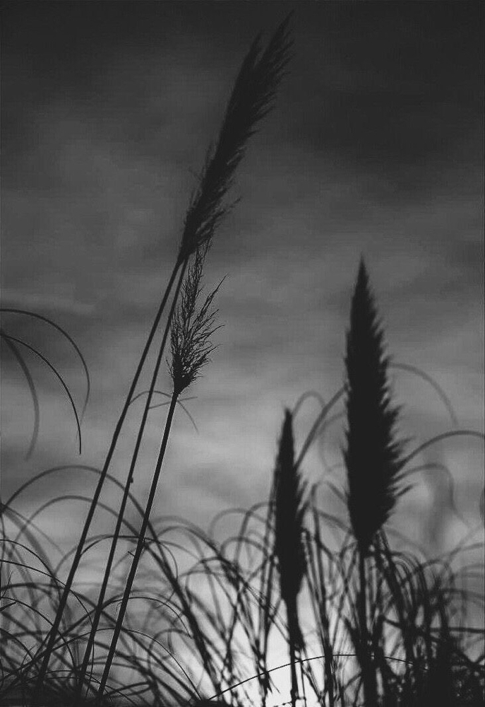 Olaplex 4 In 1 at Salon Idyll in Rochelle, IL