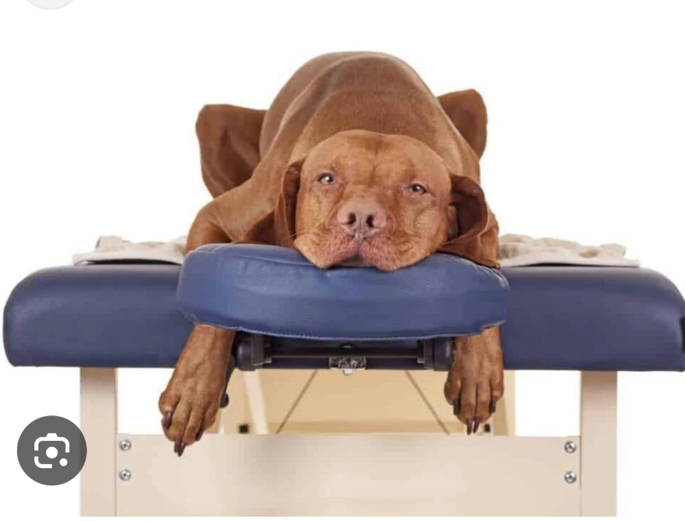 Canine Massage Therapy