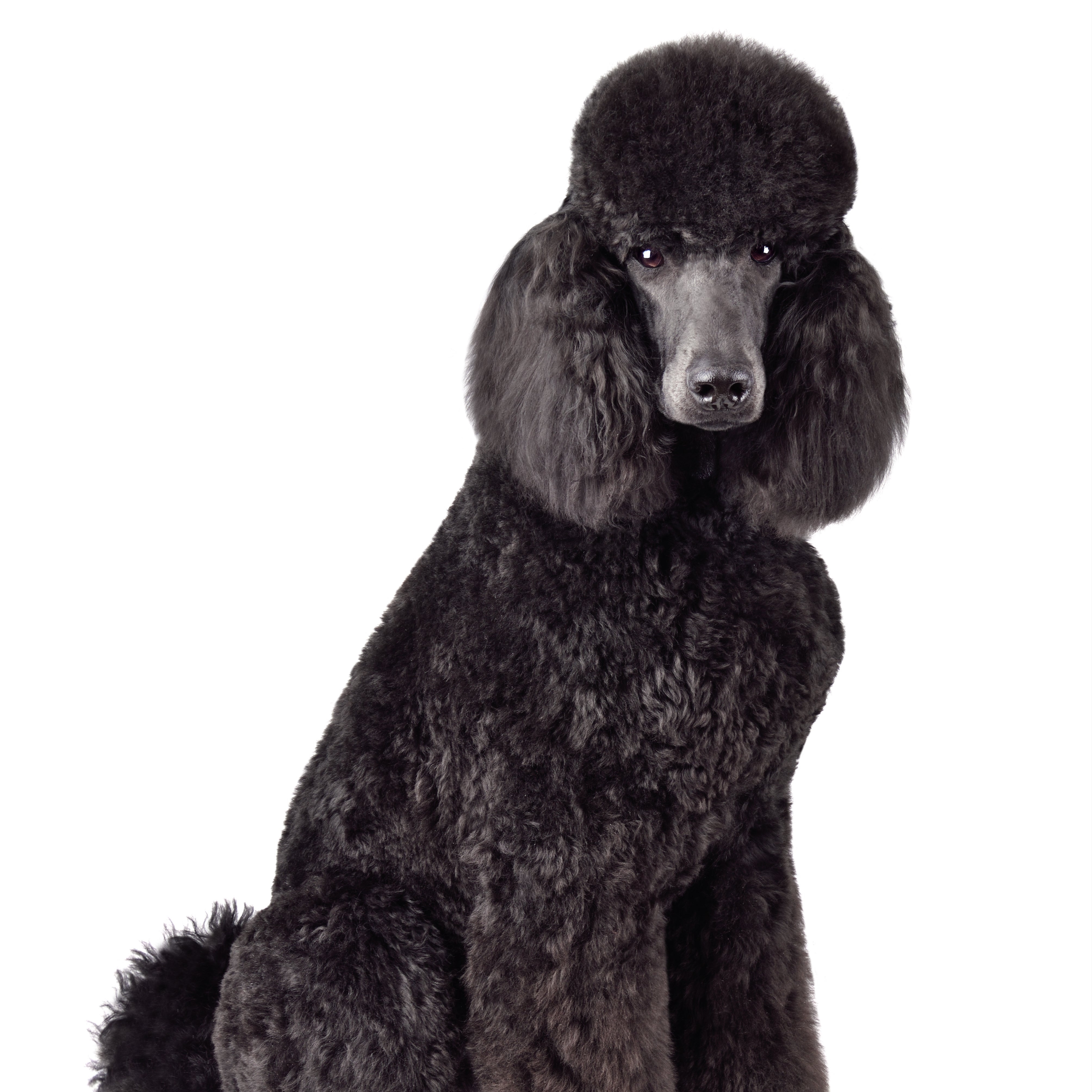 Standard Poodle at The Groom Room in Hope Mills, NC