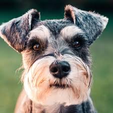 Mini Schnauzer Bath