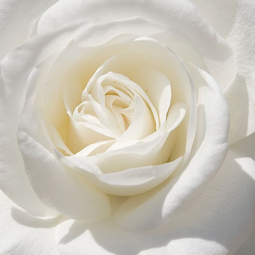Rose and Thorn Signature Facial at Rose And Thorn Day Spa in Wheat Ridge, CO